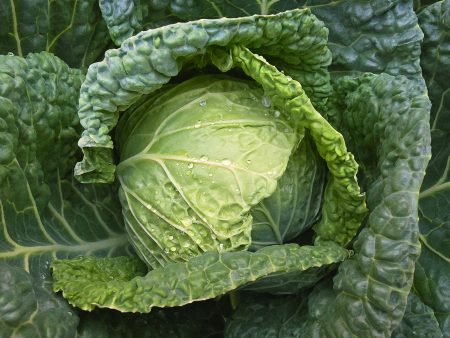 Savoy Perfection Cabbage Seeds Online now