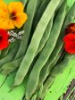 Roma II Green Bush Bean Seeds Sale