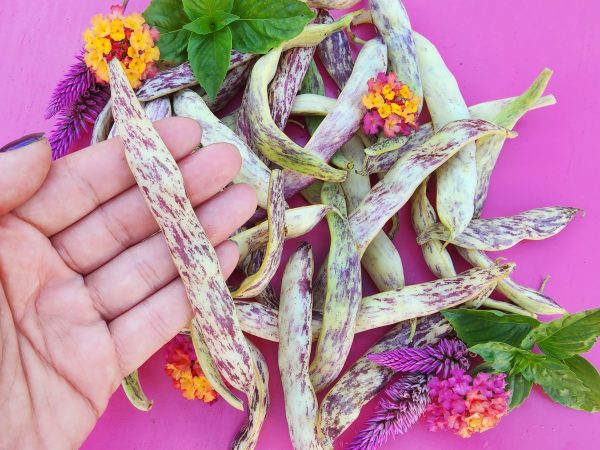 Dragon Tongue Bush Bean Seeds For Cheap