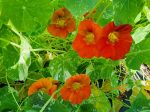 Alaska Variegated Mix Nasturtiums For Cheap