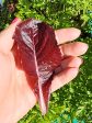 Super Red Romaine Lettuce Seeds For Sale