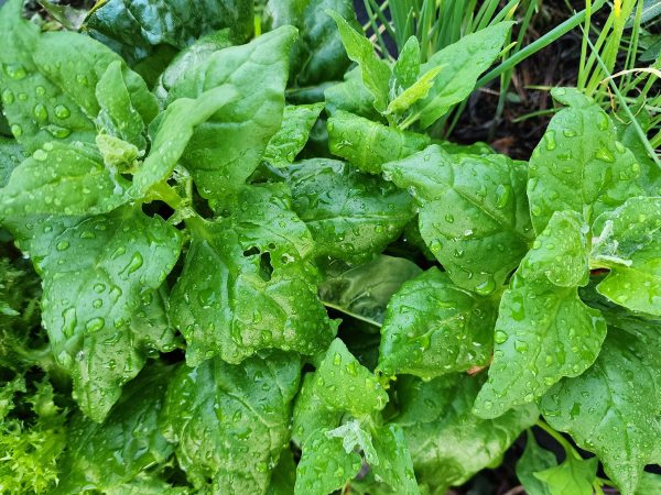 New Zealand Spinach on Sale