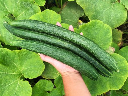 China Jade Cucumber For Cheap