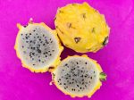 Yellow Dragon Self Fertile Dragon Fruit LIVE PLANT Fashion