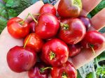 Barbados Cherry LIVE Fruit Tree Cheap