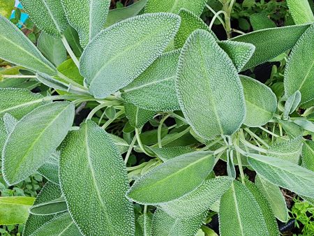 Sage For Sale