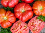 Costoluto Genovese Tomato Seeds For Sale