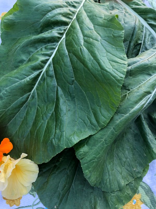 Komatsuna Mustard Greens Seeds Supply