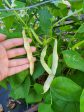 Dragon Tongue Bush Bean Seeds For Cheap