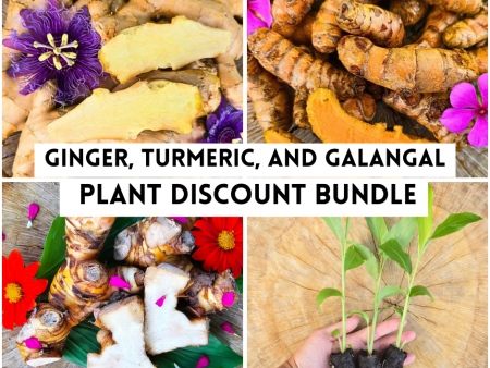 Plant Bundle Discount - 1 each Ginger, Turmeric, & Galangal Starter Sprouted LIVE Plants For Cheap