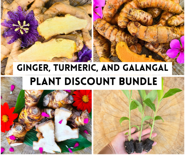 Plant Bundle Discount - 1 each Ginger, Turmeric, & Galangal Starter Sprouted LIVE Plants For Cheap