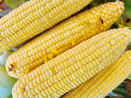 Kandy Corn Hybrid Sweet Corn Seeds Online