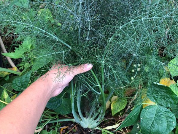 Bronze Fennel Herb Seeds Sale