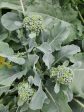 Piracicaba Brazilian Sprouting Broccoli Seeds Online now