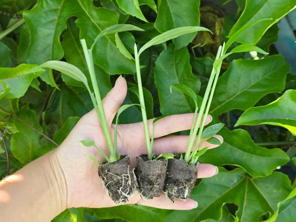 Plant Bundle Discount - 1 each Ginger, Turmeric, & Galangal Starter Sprouted LIVE Plants For Cheap