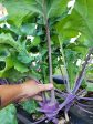 Purple Vienna Kohlrabi Hot on Sale