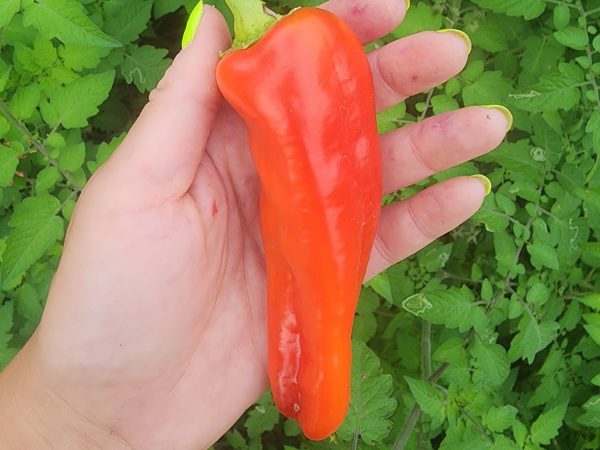 Aconcagua Giant Sweet Pepper Seeds Supply