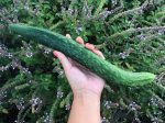 China Jade Cucumber For Cheap