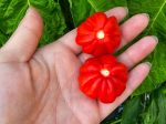 Aji Cachucha Pepper Seeds Supply