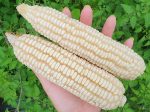 RARE Mayan White Maize Corn Seeds Supply