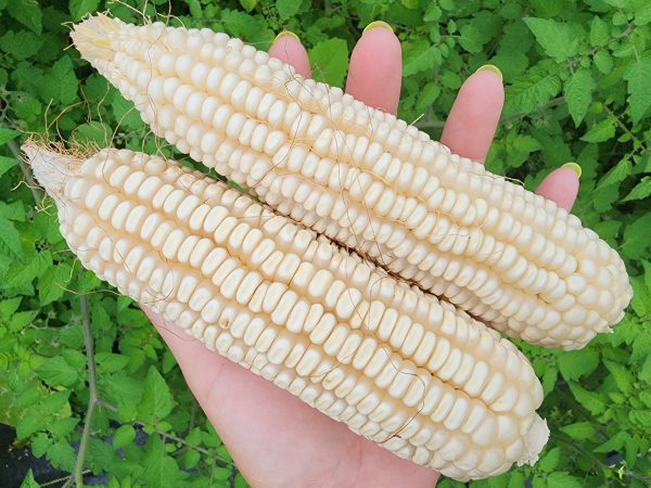 RARE Mayan White Maize Corn Seeds Supply