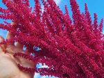 Red Garnet Amaranth Seeds Hot on Sale