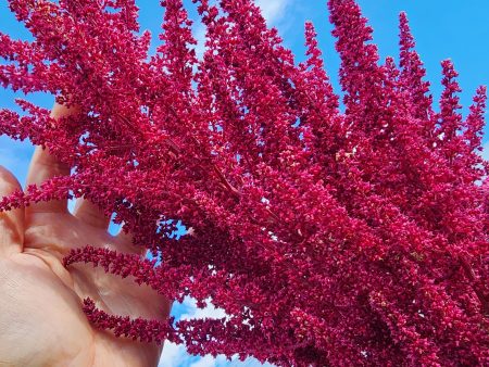 Red Garnet Amaranth Seeds Hot on Sale