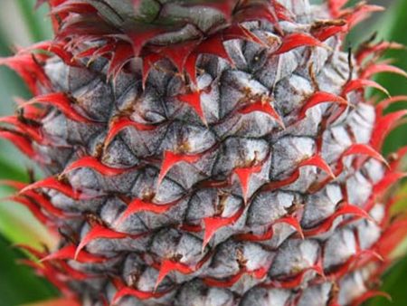 Florida Special Pineapple Thornless & Cold Hardy LIVE Perennial Plant Online Sale