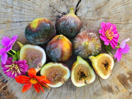 Olympian Fig Self-Fertile LIVE PLANT Discount