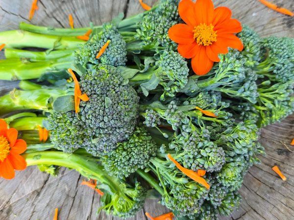 Broccoli Raab aka Rapini Seeds Hot on Sale