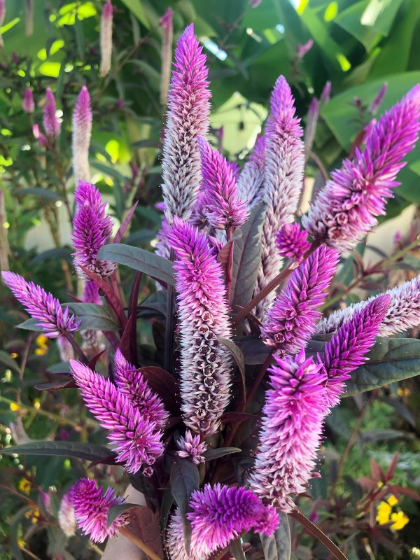 Hot Pink Celosia with Burgundy Foliage Online