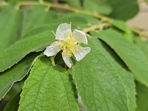 Yellow Jamaican Strawberry Tree Self-Fertile LIVE PLANT Hot on Sale