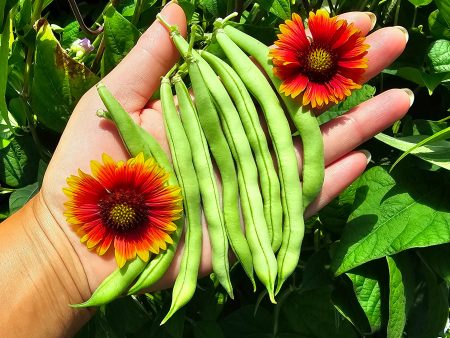 Provider Early Bush Green Bean Seeds Online