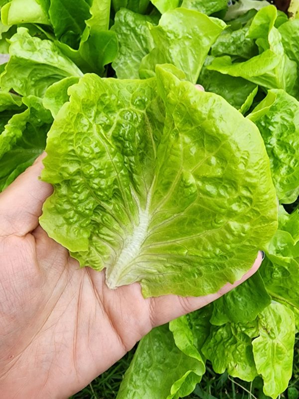 Buttercrunch Lettuce Discount