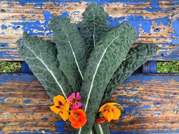 Black Tuscan Lacinato aka Dinosaur Kale Online Sale