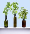 Bottle Garden Kit Sale