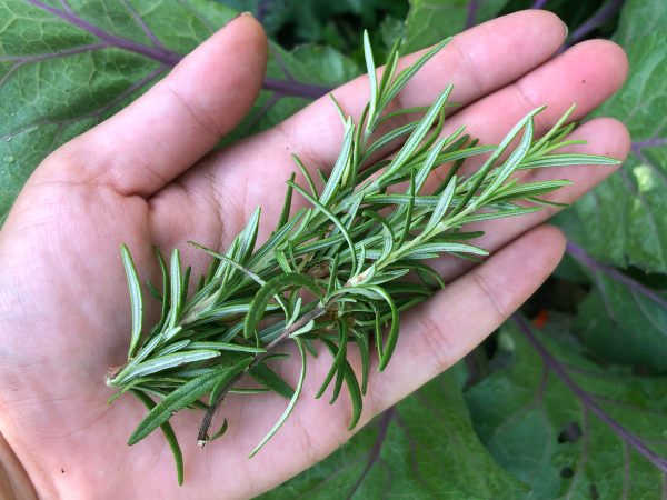 Rosemary Herb Seeds For Cheap