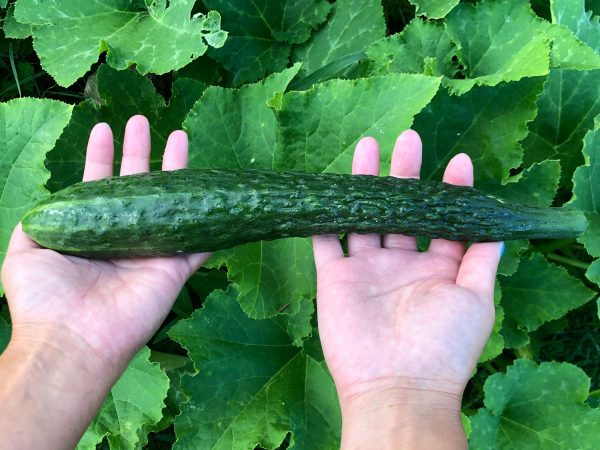 China Jade Cucumber For Cheap