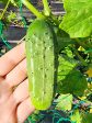 Boston Pickling Cucumber Online Hot Sale