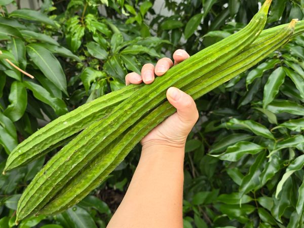 Bonanza Extra Long Angled Luffa Seeds Hot on Sale