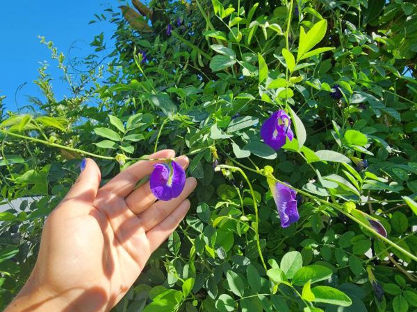 Thai Double Blue Butterfly Pea LIVE Plant For Sale