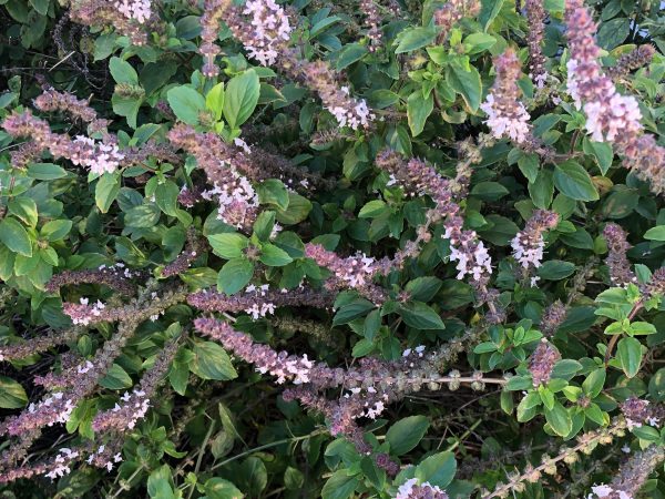 African Blue Basil LIVE Plant on Sale