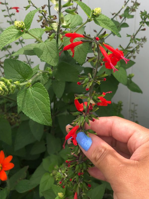 Scarlet Sage Red Perennial Flower Seeds For Cheap