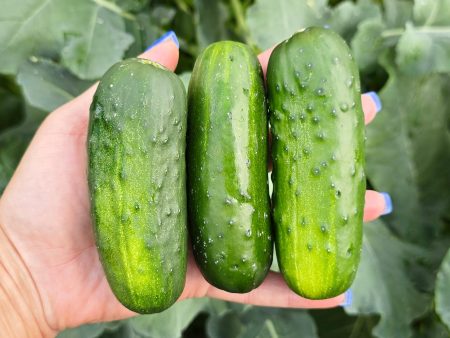 Boston Pickling Cucumber Online Hot Sale