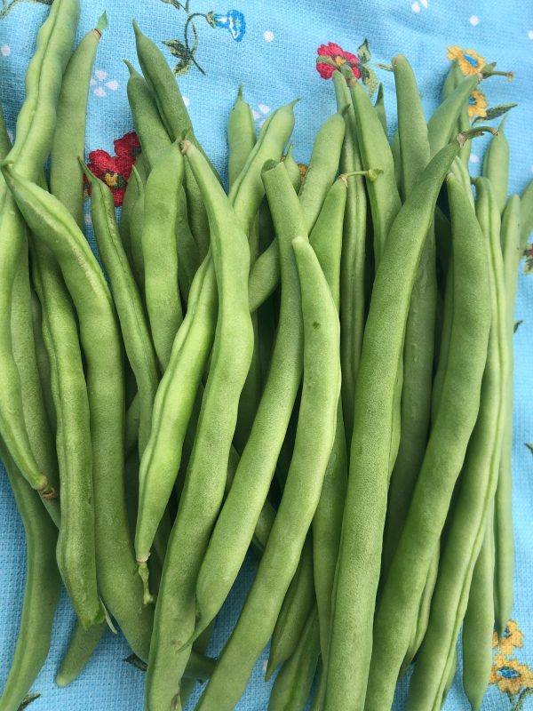 Super Productive Green Pole Bean Seeds Online Hot Sale