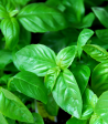 Sweet Basil - Everleaf Online Hot Sale