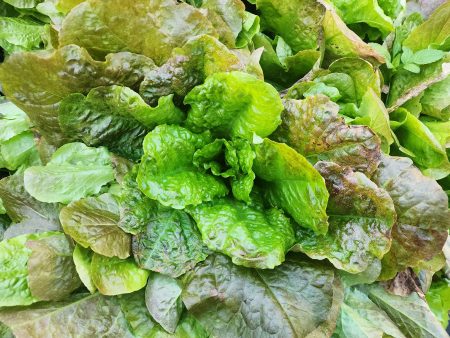 Bronze Mignonette Lettuce Seeds For Cheap