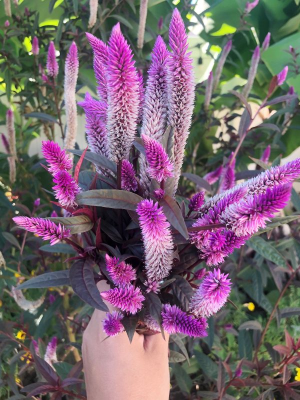 Hot Pink Celosia with Burgundy Foliage Online