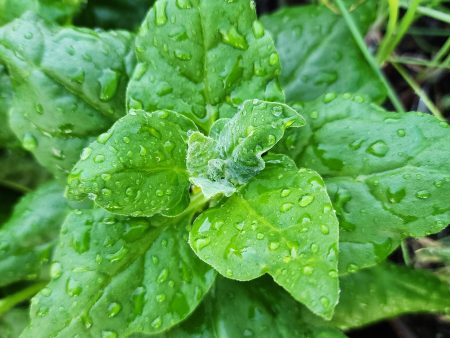 New Zealand Spinach on Sale