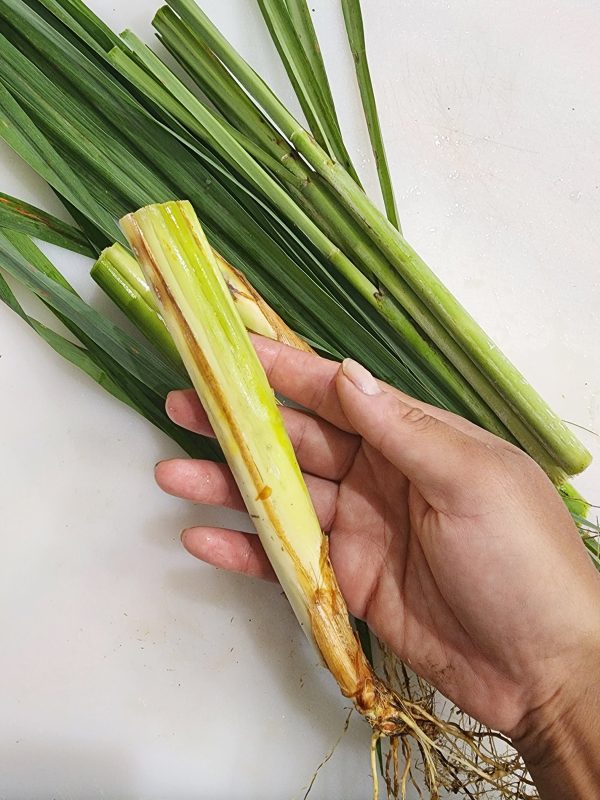 Lemongrass LIVE Perennial Herb Plant For Discount